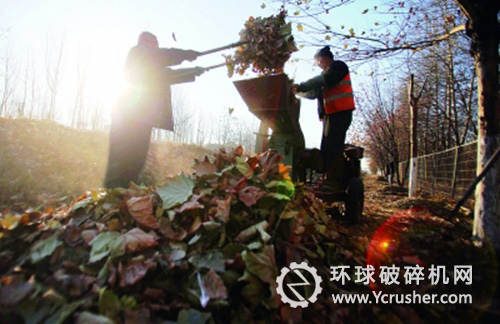 落葉被工人放入粉碎機(jī)，一兩分鐘后就可變成綠肥 