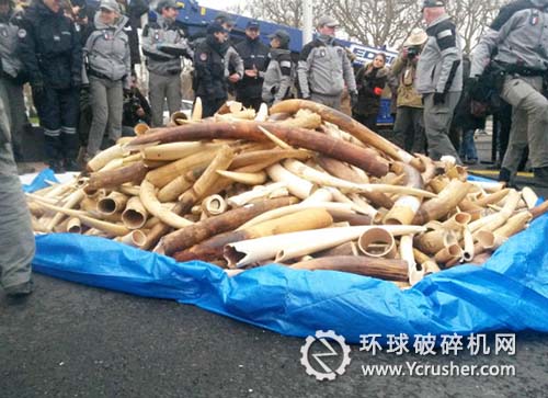 在埃菲爾鐵塔下銷(xiāo)毀了2噸多象牙　價(jià)值大約100萬(wàn)歐元